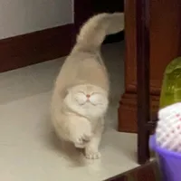 original sound - dinhvan113