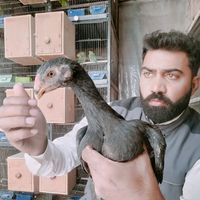 shahzadsaqib0