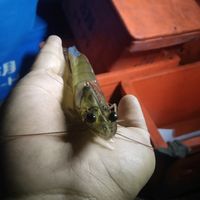 suara asli - Srimp Vaname