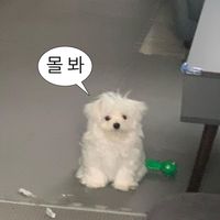 오르골 Life Is Still Going On NCT DREAM