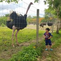 เสียงต้นฉบับ - MalaiFarm (มาลัยฟาร์ม)