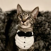 acilanakmainecoon