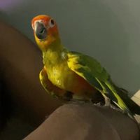 hd_ambi