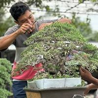 ejyq_bonsai_art