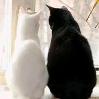 warriorcats_edits13