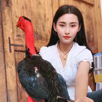 cockgamess