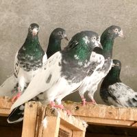 bkpigeons
