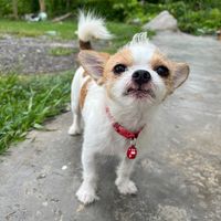 krunatechula