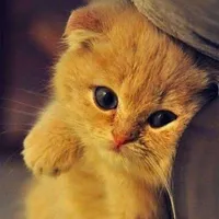 original sound - user7223774057781