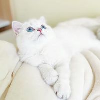 原創音樂