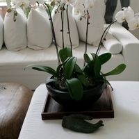 yamyam_shop