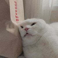 inggyappp