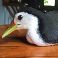 thungngein11