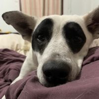 panpandodog