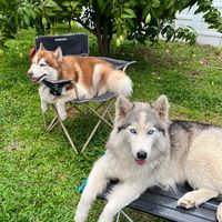 herb_hright.husky