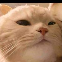 original sound - Amekmek Miyotmot