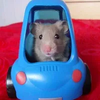 original sound - zay3463