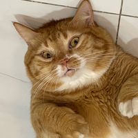 meobeotenheo