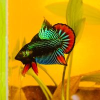 levu1992vnv