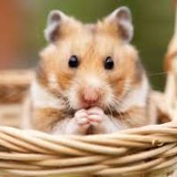 original sound - Hamsters_lover