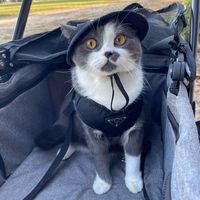 beefcatweed2
