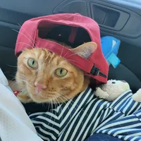 original sound - thongakecat