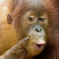 suara asli - aLiangcK