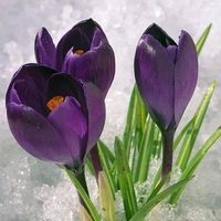 original sound - 💜Muttakh💜