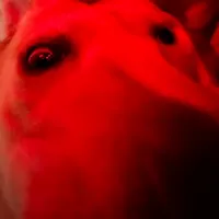 original sound - bunbungtag