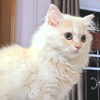 เสียงต้นฉบับ - ใบใผ่