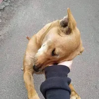 original sound - tong_soitan