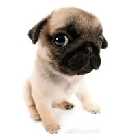 nhạc nền - Cử bò,gà,hải sản 🥹