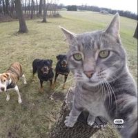 原聲 - Amazing pets