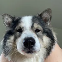original sound - error.cutedog