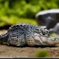original sound - dybgzjvfg7w4