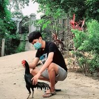 kothuracockfight