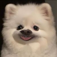 เสียงต้นฉบับ - พิบีหมาปอม