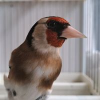 manuesdoxhm