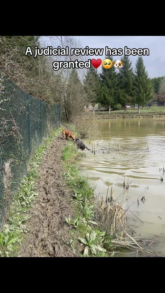 TikTok video thumbnail by justagirlandherdogsss