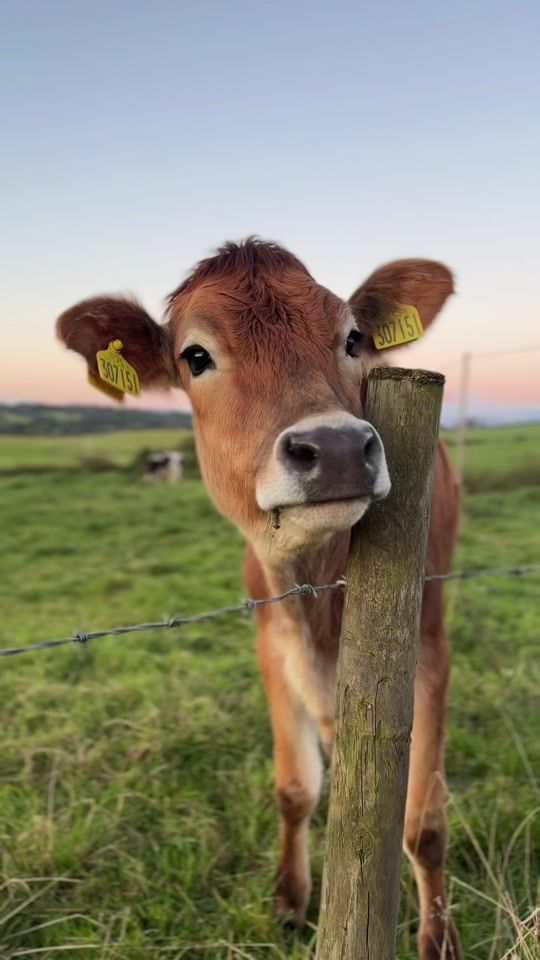 TikTok video thumbnail by charlottee1864