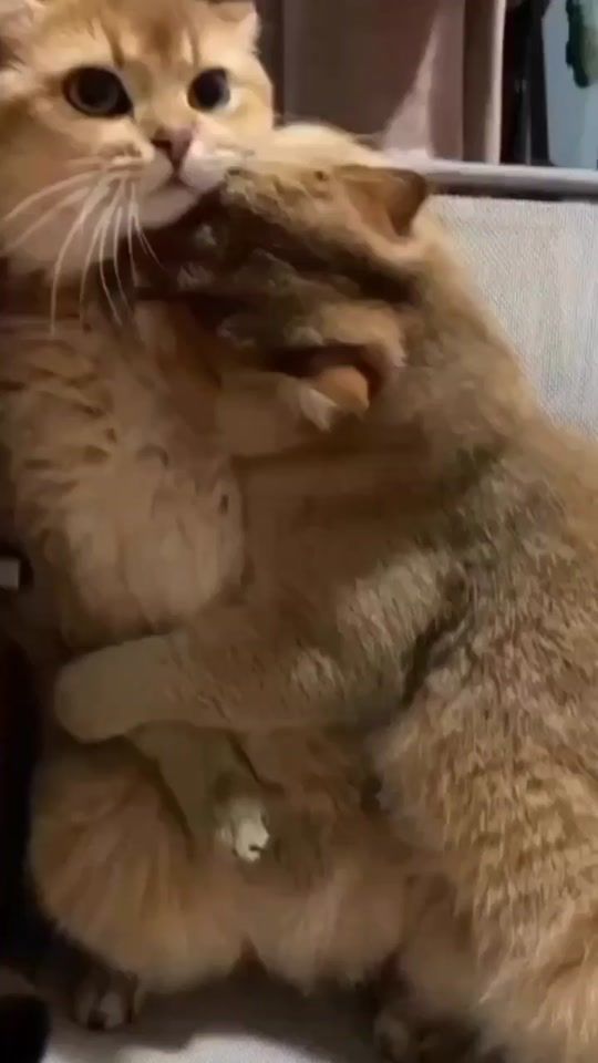 TikTok video thumbnail by sultan.6536