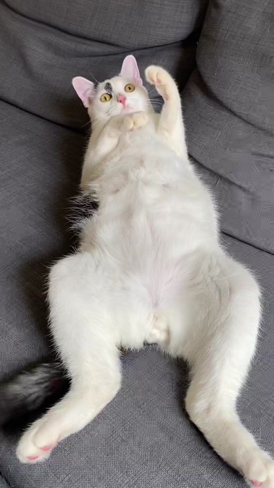 TikTok video thumbnail by raymondthecatman