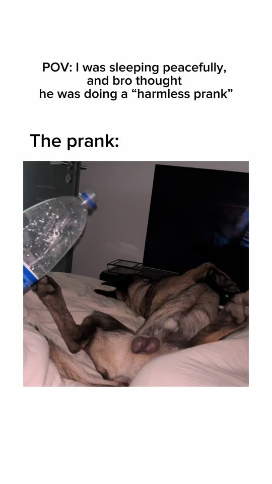 TikTok video thumbnail by pawsitive_.pups