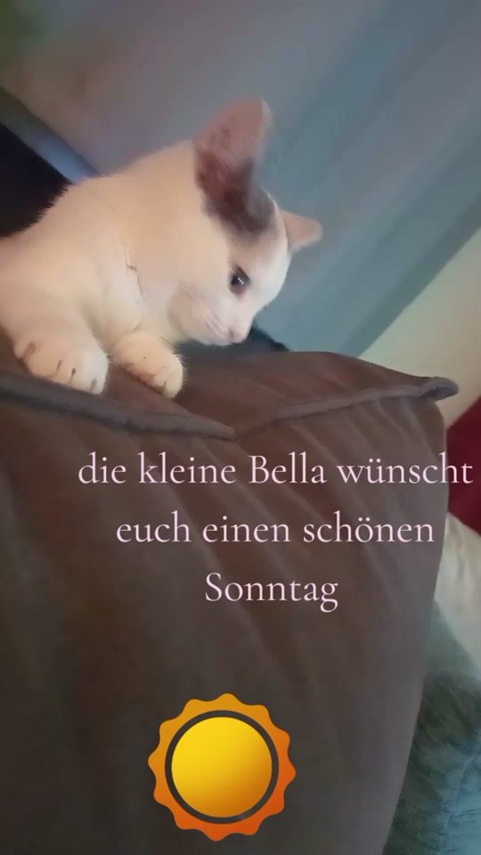 TikTok video thumbnail by petrasprenger2