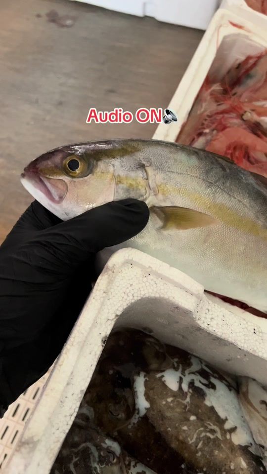 TikTok video thumbnail by sicalifish