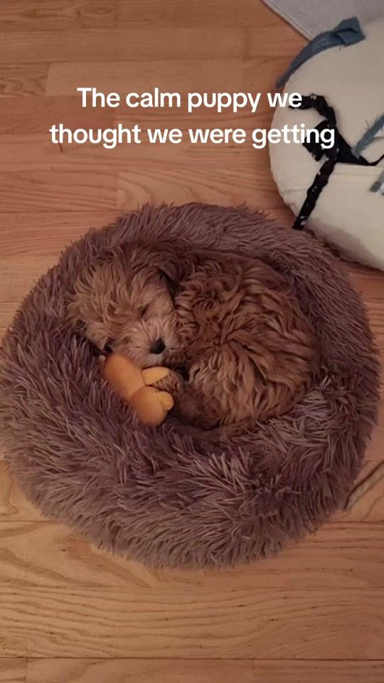 TikTok video thumbnail by mileymaltipoo
