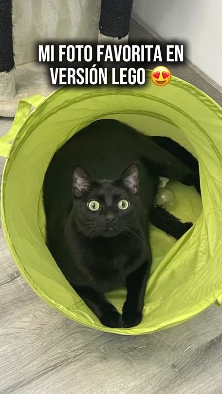 TikTok video thumbnail by erosthepantera