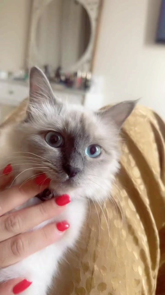 TikTok video thumbnail by amoula6969