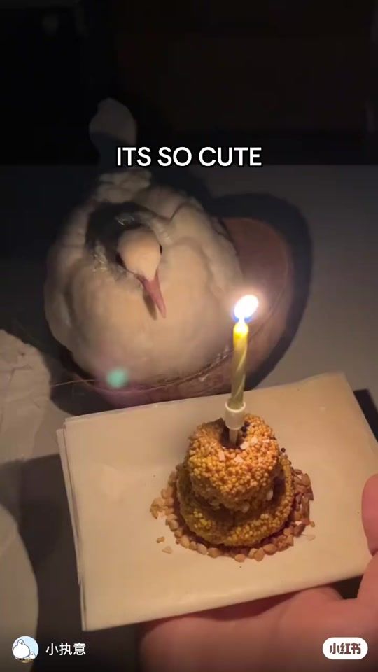 TikTok video thumbnail by jellieoid