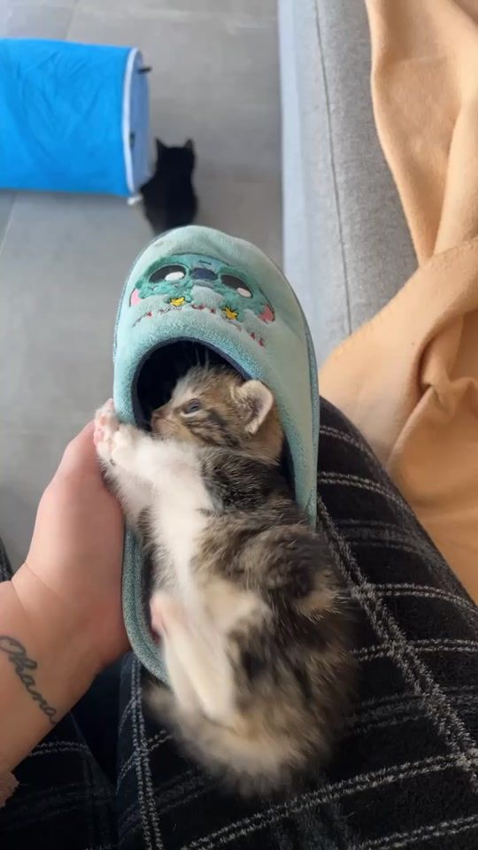 TikTok video thumbnail by emvie